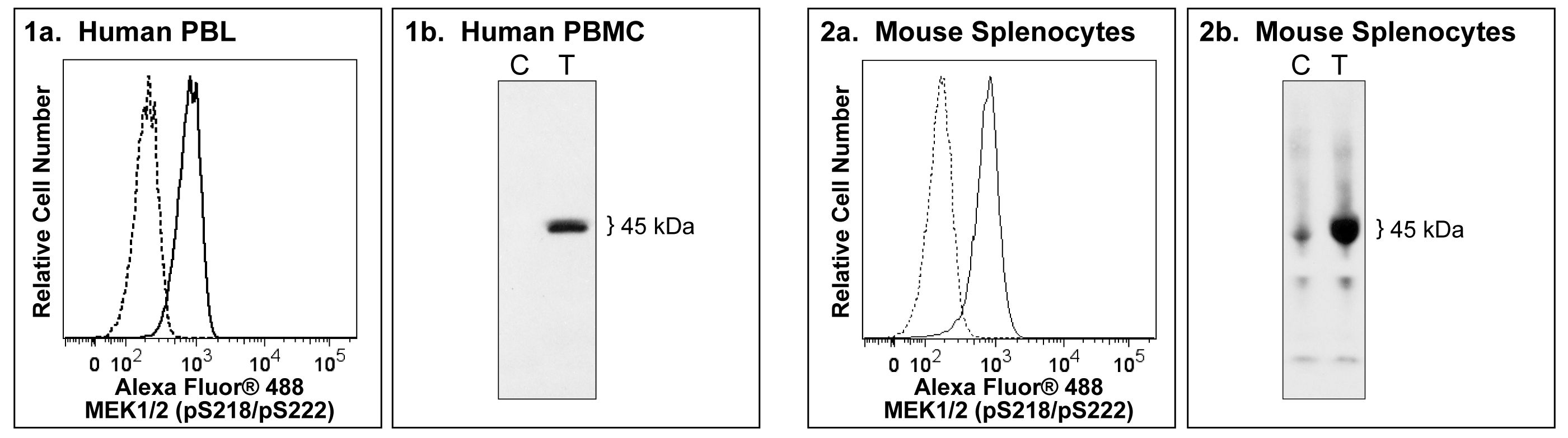 A488_MEK12_pS218pS222_F_Fig.png